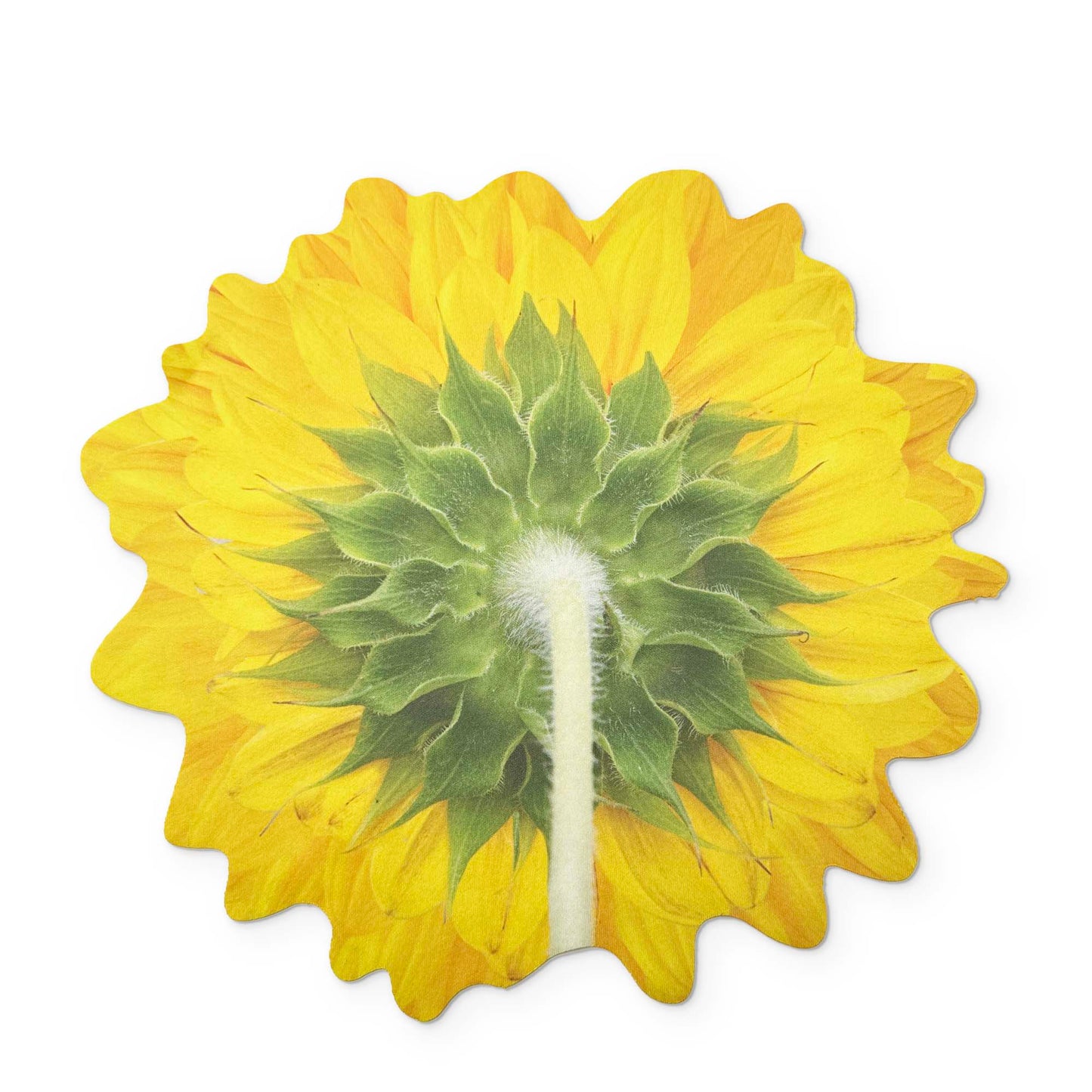 🌻 A SUNFLOWER YOU CAN CLEAN YOUR GLASSES WITH