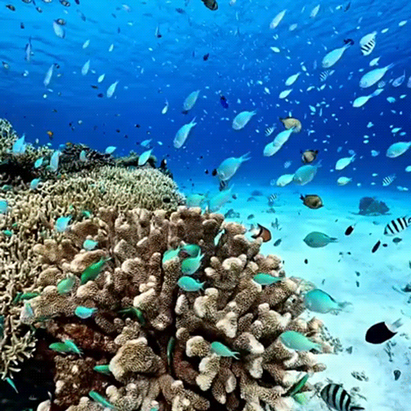 Ahlet™ App Controlled Rc Boat