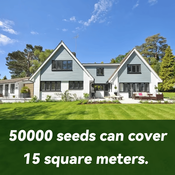 🔥⏰Last Day Promotion - 🌱 Evergreen dwarf grass seed for four seasons🌾 | Create your perfect lawn here🌼