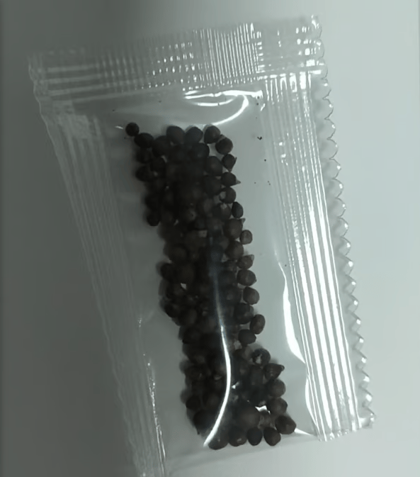 🎁🍃 Rare Coleus Flower Seeds🌿