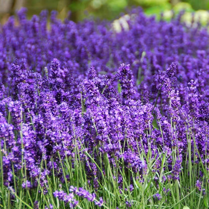Grow Real Lavender From Seed 🌿