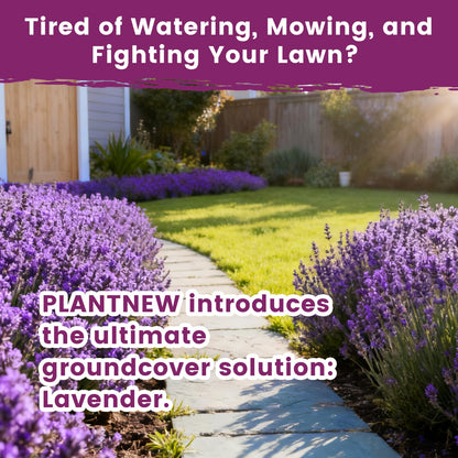 Grow Real Lavender From Seed 🌿