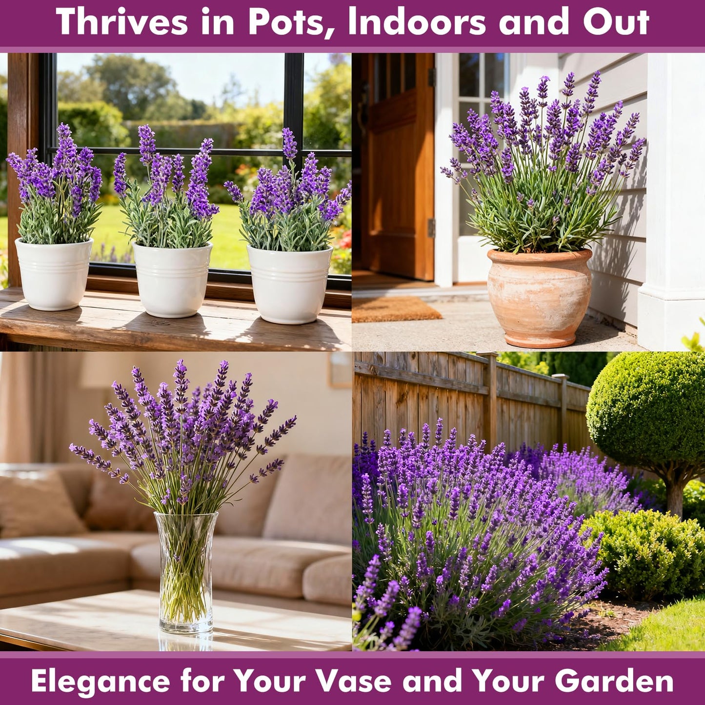 Grow Real Lavender From Seed 🌿