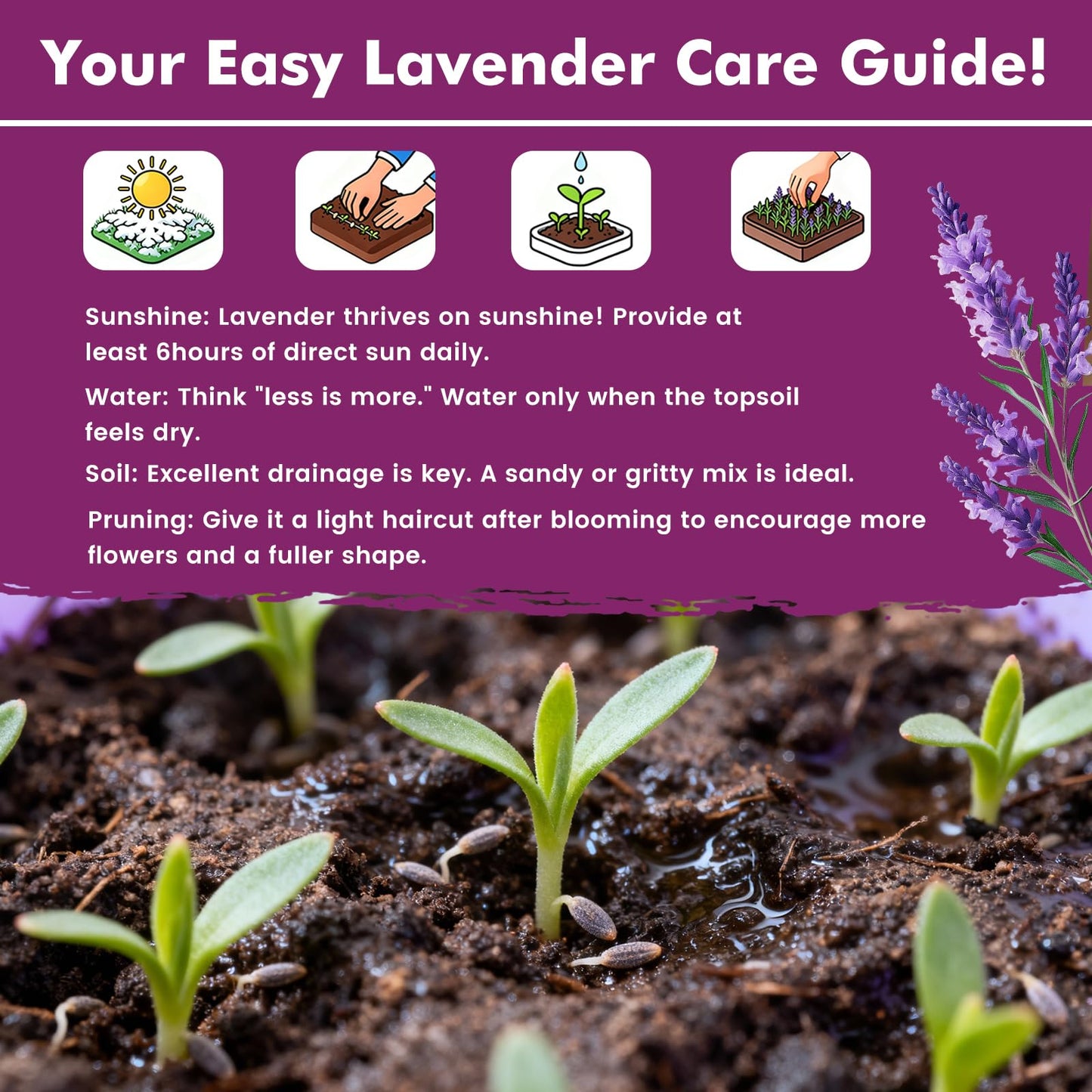 Grow Real Lavender From Seed 🌿