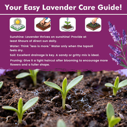 Grow Real Lavender From Seed 🌿