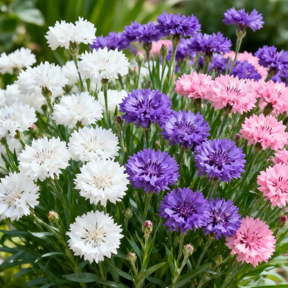 🌼 Unstoppable Cornflower Seeds – Premium Wildflowers That Grow Anywhere!