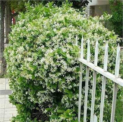 🏆 75K+ SOLD! 🌿❄️ Midnight Perfume Jasmine Seeds – Winter Planting, Perennial Blooms & Fragrant Garden Elegance 🌸
