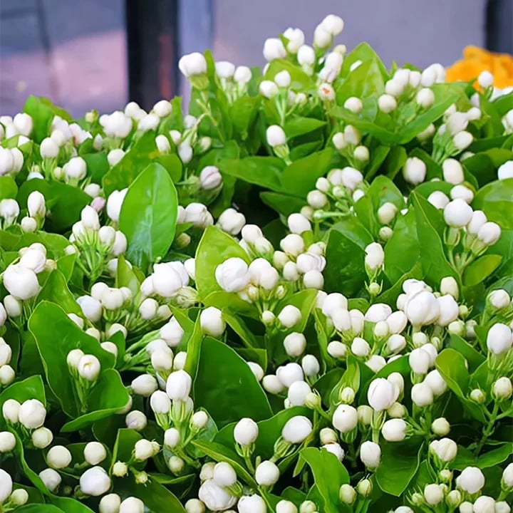 🏆 75K+ SOLD! 🌿❄️ Midnight Perfume Jasmine Seeds – Winter Planting, Perennial Blooms & Fragrant Garden Elegance 🌸