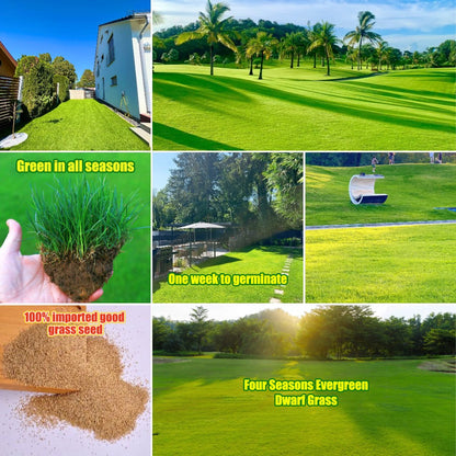 🔥⏰Last Day Promotion - 🌱 Evergreen dwarf grass seed for four seasons🌾 | Create your perfect lawn here🌼