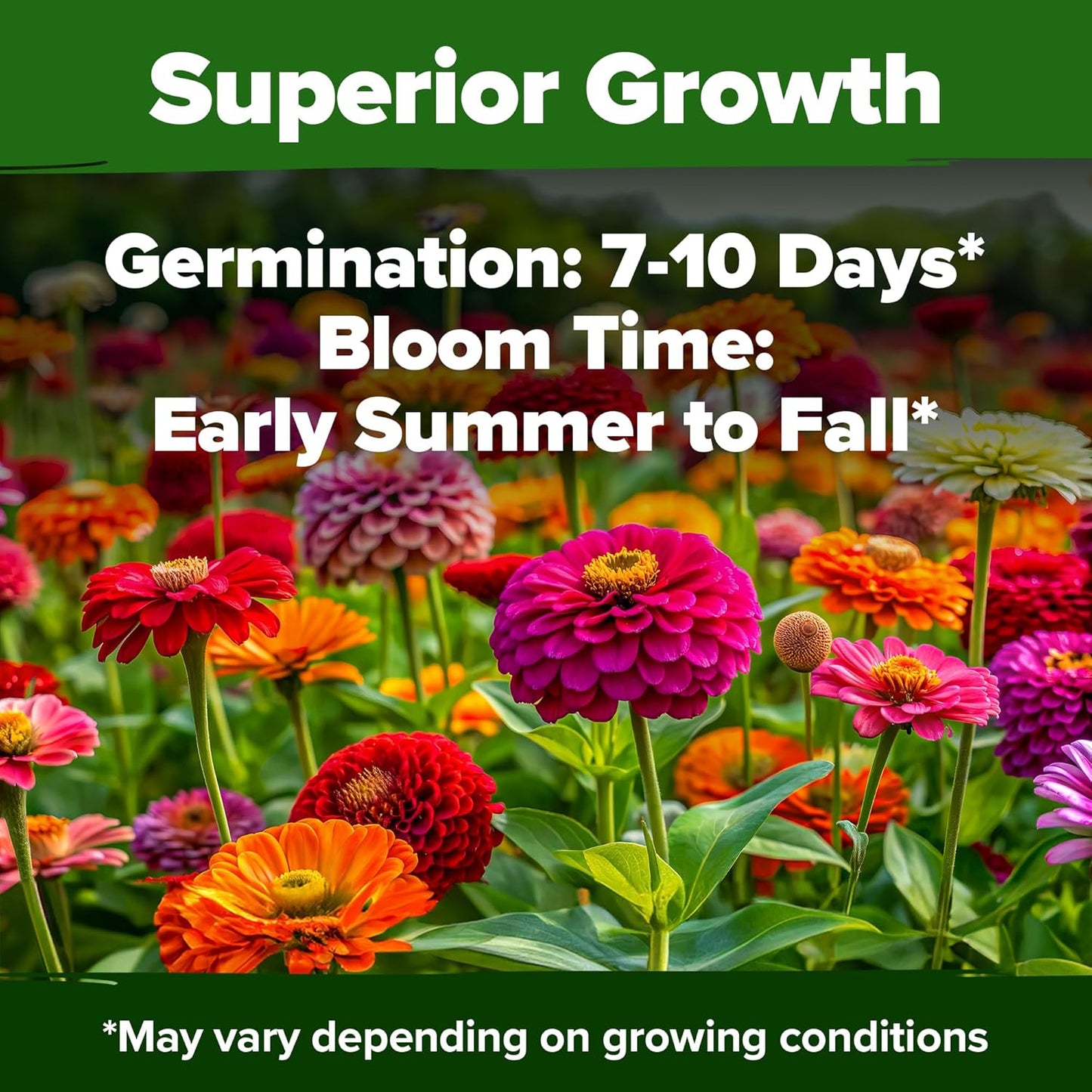 HOME GROWN Zinnia Seeds for 2026 - California Giant Mix - 7,300+ (2 oz) Plant Wildflower Blooms Bulk Seeds for Planting Flowers Outside