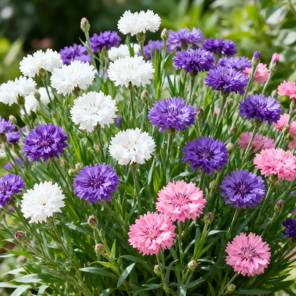 🌼 Unstoppable Cornflower Seeds – Premium Wildflowers That Grow Anywhere!