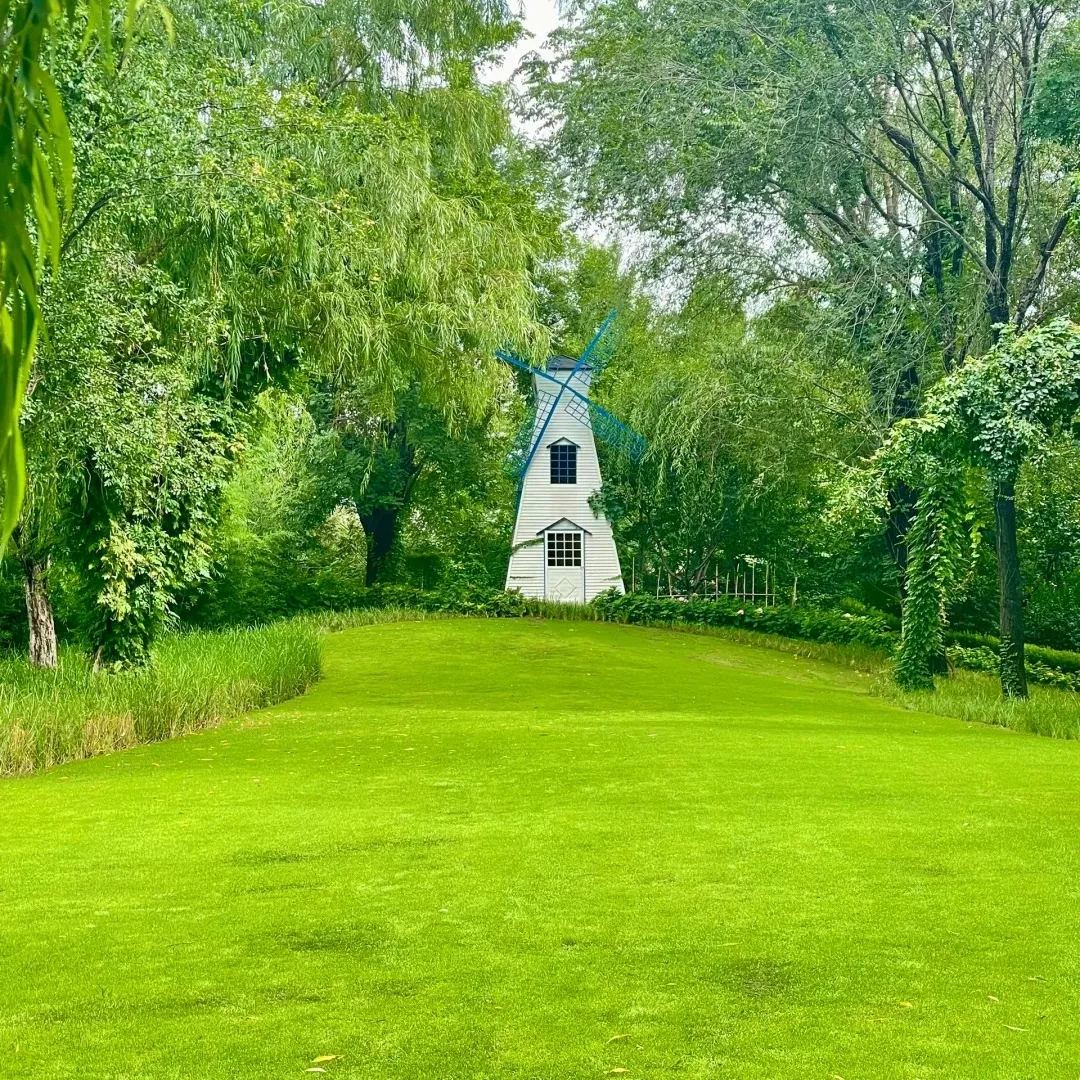 🔥⏰Last Day Promotion - 🌱 Evergreen dwarf grass seed for four seasons🌾 | Create your perfect lawn here🌼