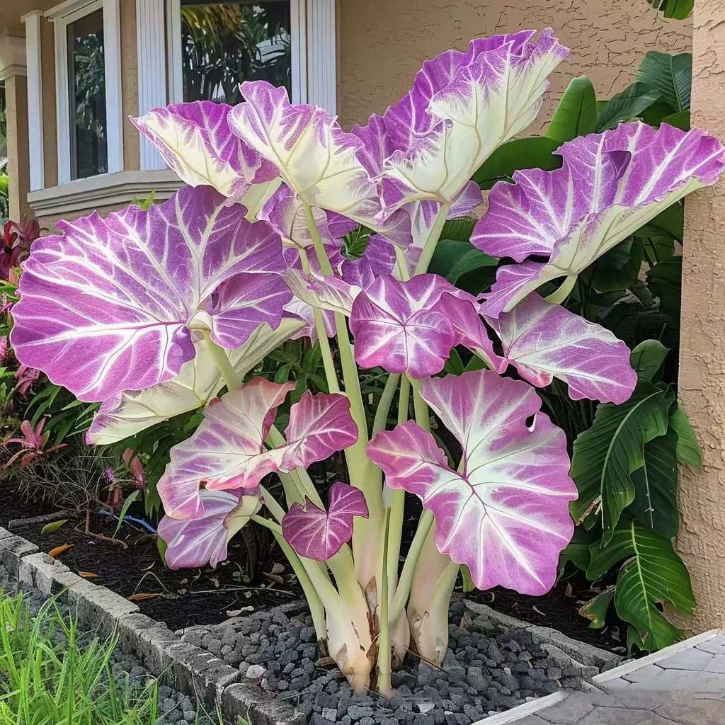 🎁🍃 Rare Coleus Flower Seeds🌿
