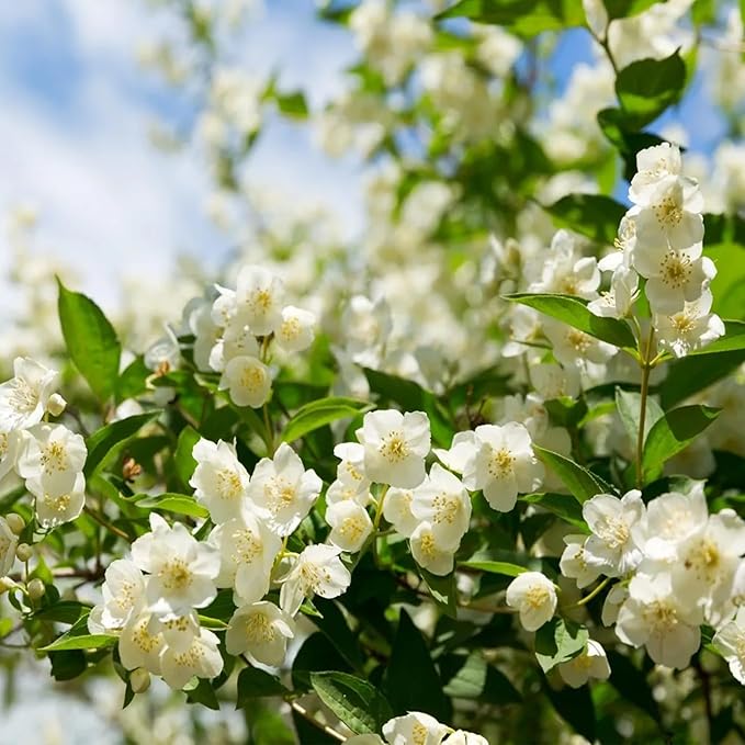 🏆 75K+ SOLD! 🌿❄️ Midnight Perfume Jasmine Seeds – Winter Planting, Perennial Blooms & Fragrant Garden Elegance 🌸