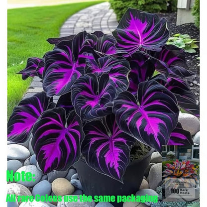 🎁🍃 Rare Coleus Flower Seeds🌿