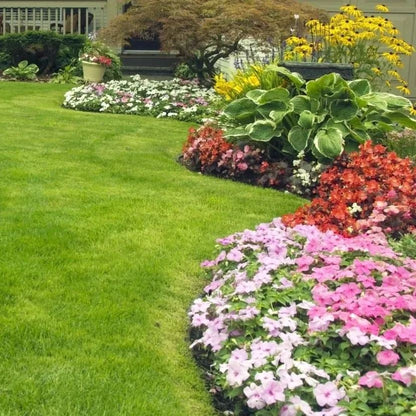 🔥⏰Last Day Promotion - 🌱 Evergreen dwarf grass seed for four seasons🌾 | Create your perfect lawn here🌼