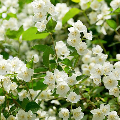 🏆 75K+ SOLD! 🌿❄️ Midnight Perfume Jasmine Seeds – Winter Planting, Perennial Blooms & Fragrant Garden Elegance 🌸