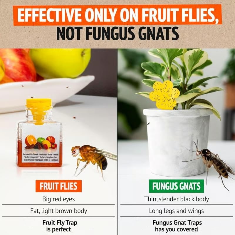 🍎 Stop Fruit Flies Before They Take Over Your Kitchen — Enjoy a Cleaner, Safer Home Without Harsh Chemicals!
