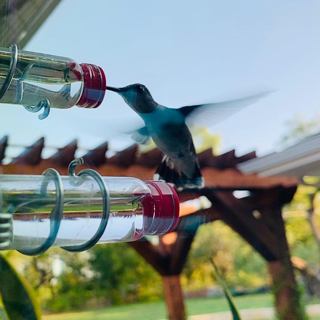 🌿 Window-Mounted Hummingbird Feeder | Geo 2.0 – Bring Birds Inches From Your Window