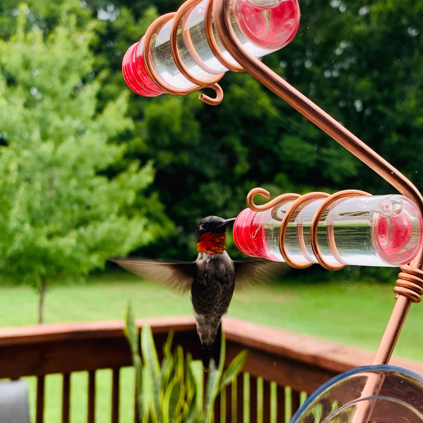 🌿 Window-Mounted Hummingbird Feeder | Geo 2.0 – Bring Birds Inches From Your Window