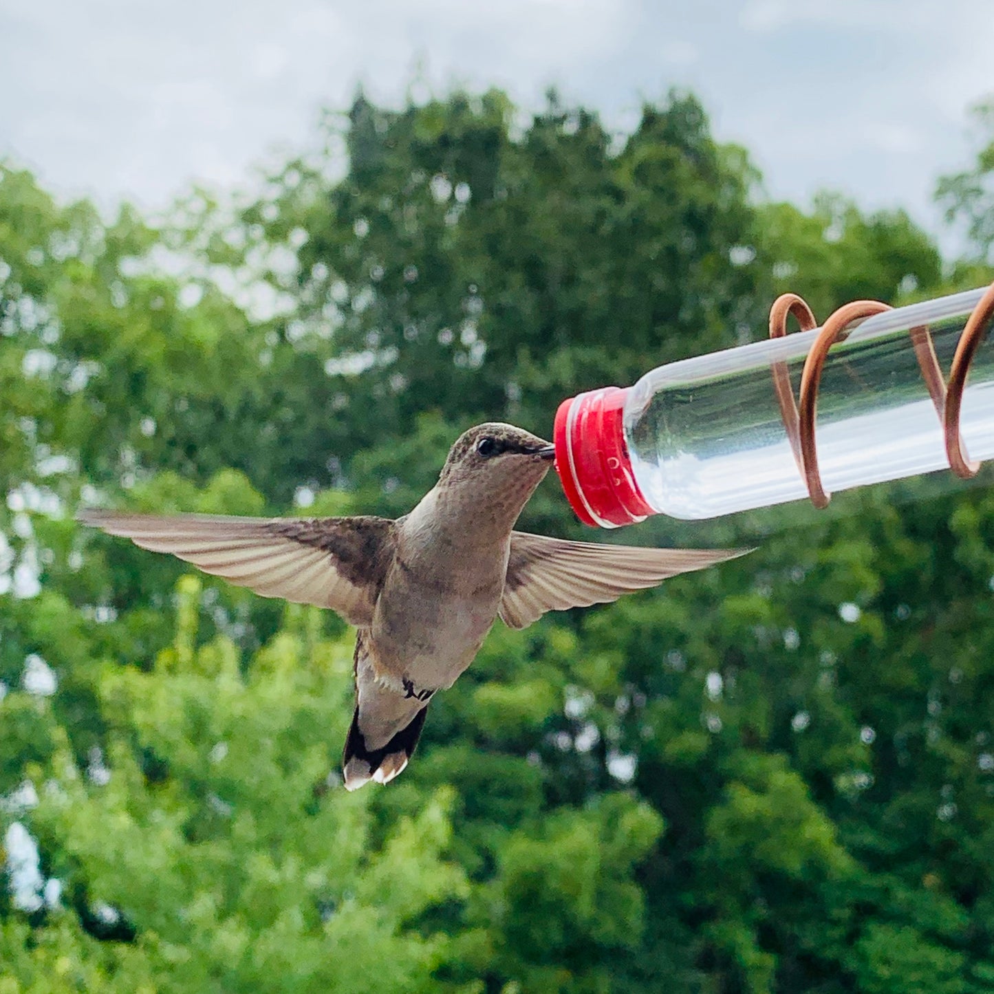 🌿 Window-Mounted Hummingbird Feeder | Geo 2.0 – Bring Birds Inches From Your Window
