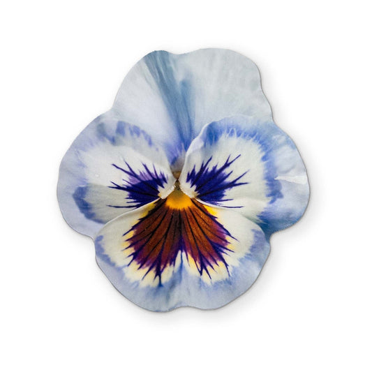 A PANSY YOU CAN CLEAN YOUR GLASSES WITH