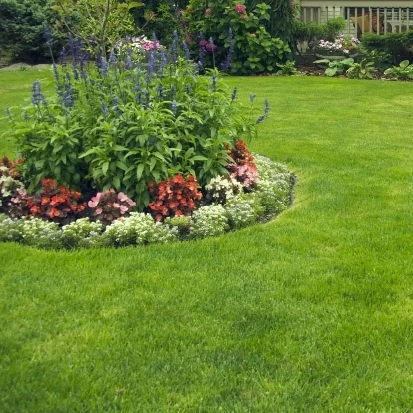 🔥⏰Last Day Promotion - 🌱 Evergreen dwarf grass seed for four seasons🌾 | Create your perfect lawn here🌼