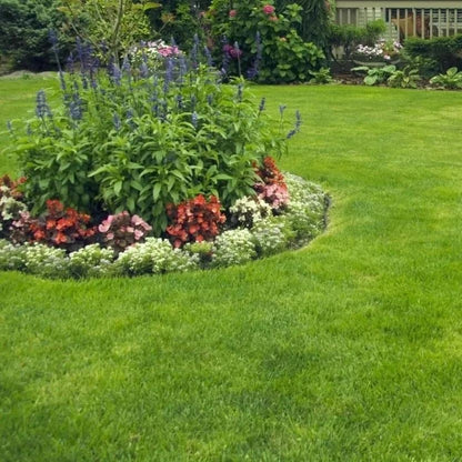 🔥⏰Last Day Promotion - 🌱 Evergreen dwarf grass seed for four seasons🌾 | Create your perfect lawn here🌼