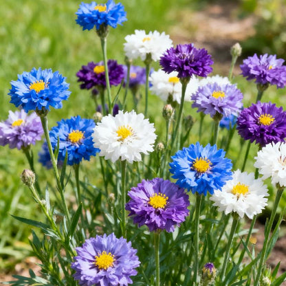 🌼 Unstoppable Cornflower Seeds – Premium Wildflowers That Grow Anywhere!