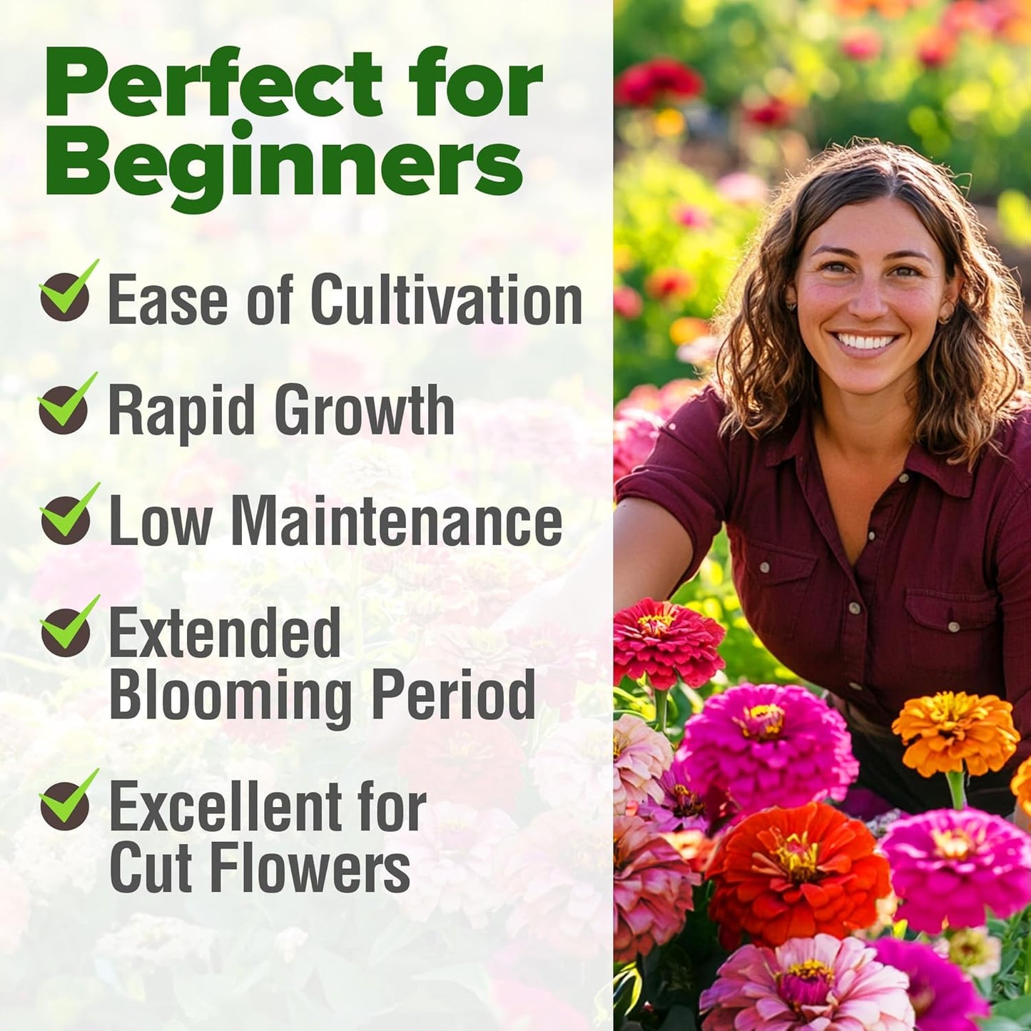 HOME GROWN Zinnia Seeds for 2026 - California Giant Mix - 7,300+ (2 oz) Plant Wildflower Blooms Bulk Seeds for Planting Flowers Outside