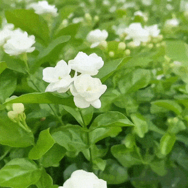 🏆 75K+ SOLD! 🌿❄️ Midnight Perfume Jasmine Seeds – Winter Planting, Perennial Blooms & Fragrant Garden Elegance 🌸