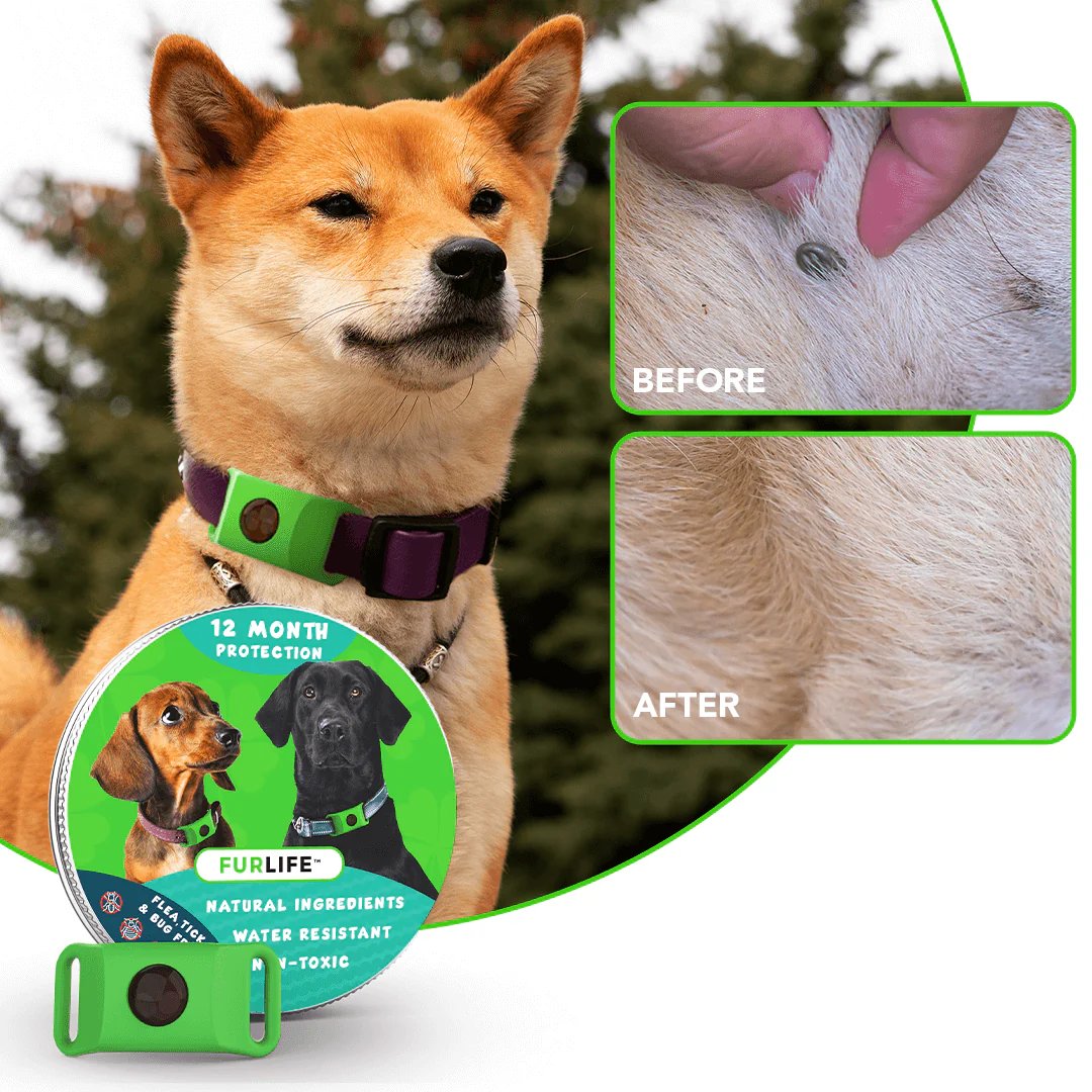 🐕12 Months Flea and Tick Free⏰