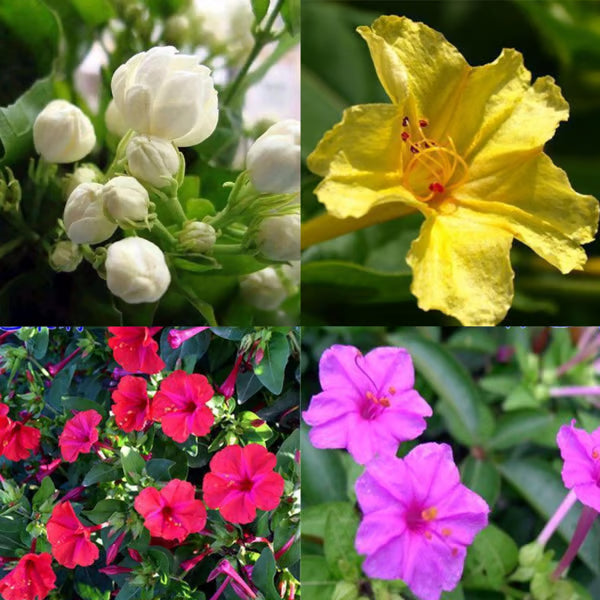 🏆 75K+ SOLD! 🌿❄️ Midnight Perfume Jasmine Seeds – Winter Planting, Perennial Blooms & Fragrant Garden Elegance 🌸